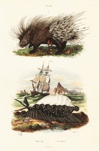 Porco-espinho com crista e búzio de tigre.