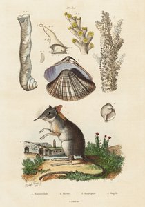 Musaranho elefante, moluscos e corais., 1834-1839 (gravura) de Adolph (after) Fries