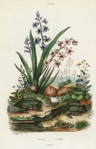 Jacinto de jardim e sapo paradoxal.