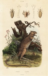 Espécies de potoroo de pés longos e piolhos. de Adolph (after) Fries