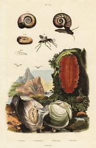 Ostra, vespa-aranha e caracol.