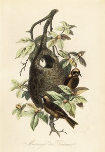 Penduline tit, Remiz pendulinus e ninho de saco de Adolph (after) Fries
