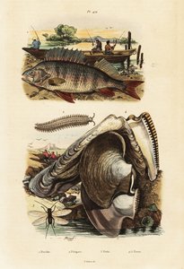 Perca, ostra-pérola, verme de veludo e rendas,1834-1839 (gravura)