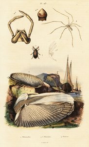Piddock, molusco, besouro e aranha.