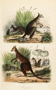 Canguru vermelho, Macropus rufus (inferior), canguru cinza oriental, Macropus giganteus (canto superior direito) e canguru escuro, Thylogale brunii (canto superior esquerdo)