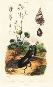 Besouro rinoceronte, caracol e saxifrage.
