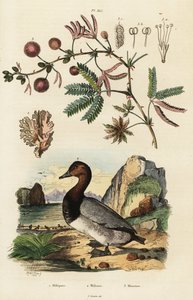Gengibre do mar, pochard e planta sensível. ,1834-1839 (gravura) de Adolph (after) Fries