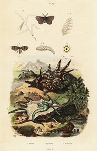 Concha de aranha e moscas de drenagem.