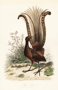Excelente pássaro lira, Menura novaehollandiae, la Lyre e falsa azaléia, Menziesia ferruginea