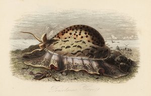 Cauri de tigre, Cypraea tigris