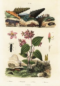 Caracóis trombeta, besouros soldados e Clidemia.,1834-1839 (gravura) de Adolph (after) Fries