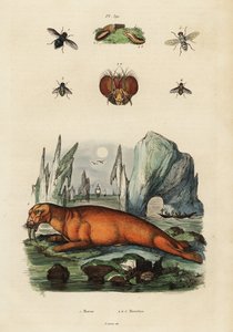 Morsas e moscas. ,1834-1839 (gravura) de Adolph (after) Fries