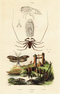 Aranha chicoteadora e caddisfly.