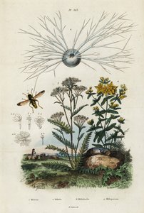 Yarrow, St Johns-wort, foraminifera e hoverfly,1834-1839 (gravura) de Adolph (after) Fries
