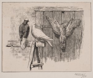 Os pombos de Johan Adolph Kittendorff