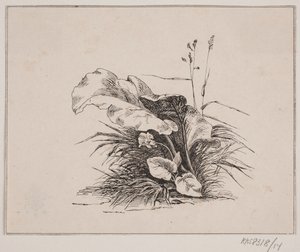 O violino de Johan Adolph Kittendorff
