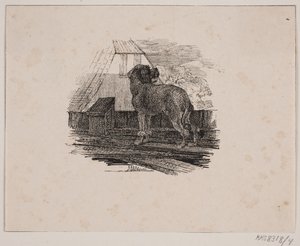 O cão poodle de Johan Adolph Kittendorff