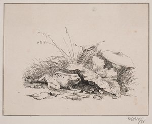 O sapo de Johan Adolph Kittendorff