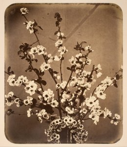 Natureza morta floral de Adolphe Braun