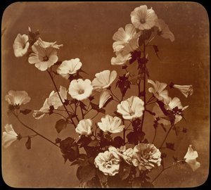[Estudo de uma flor, Rosa de Sharon] de Adolphe Braun