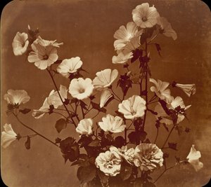 [Estudo de Flores, Rosa de Saron], c. 1854.