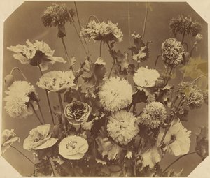 [Flores] de Adolphe Braun