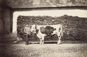 [Prémio Touro]. de Adolphe Braun
