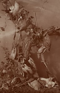 [Still Life: Jogo morto] de Adolphe Braun