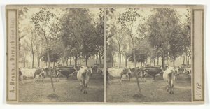 Sem título [vacas], 185077. de Adolphe Braun