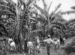 Plantação de banana, Jamaica, c1905.