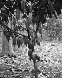 Cacaueiro, Jamaica, c1905. de Adolphe Duperly and Son