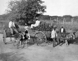 Carrinhos de madeira, Jamaica, c1905. de Adolphe Duperly and Son