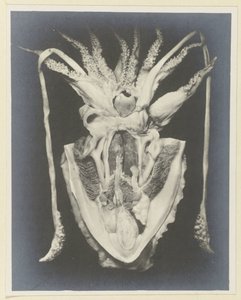 Anatomia de uma lula Anatomia de la Seiche (título no objeto) de Adolphe Louis Donnadieu