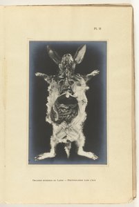 Coelho aberto com os órgãos visíveis Organes internes du lapin -Photography dans l