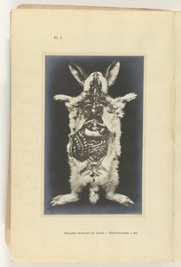 Cortar o coelho aberto com os órgãos visíveis
Órgãos internos da lapina -Fotografia a seg de Adolphe Louis Donnadieu