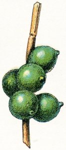 Ovos de choco de Adolphe Philippe Millot