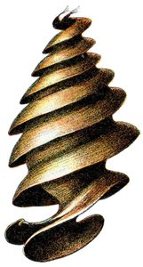 Caso de ovo de um tubarão Horn (Heterodontus francisci) 1923,