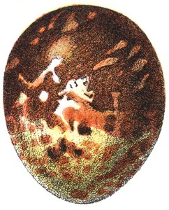 Ovo de um urubu-mel (Pernis apivorus), 1923 de Adolphe Philippe Millot