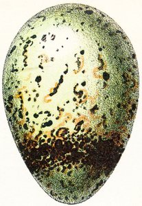 Ovo de Guillemot, 1923 de Adolphe Philippe Millot