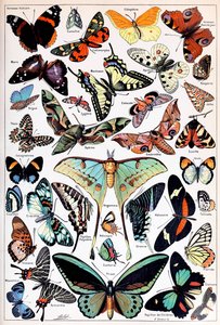 Ilustração de borboletas e traças c.1923 de Adolphe Philippe Millot