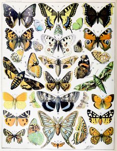 Ilustração de borboletas e traças c.1923