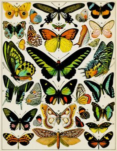 Ilustração de borboletas e traças c.1923