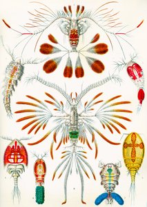 Ilustração, copepods, c.1909 de Adolphe Philippe Millot