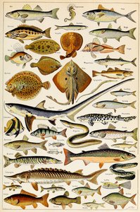 Ilustração de peixe comestível, c.1923