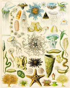 Ilustração de organismos marinhos c.1923 de Adolphe Philippe Millot