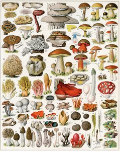 Ilustração de cogumelos c.1923 de Adolphe Philippe Millot