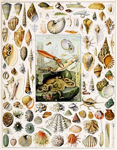 Ilustração de conchas c.1923 de Adolphe Philippe Millot