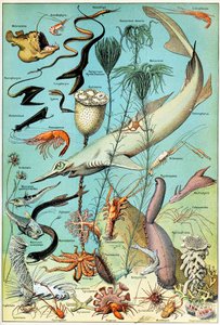 Ilustração de uma cena subaquática do mar profundo c.1923 de Adolphe Philippe Millot