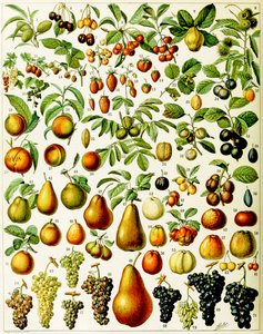 Ilustração de frutas c.1923