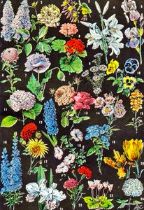 Ilustração de flores no jardim c.1923